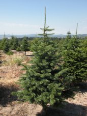 Subalpine Fir